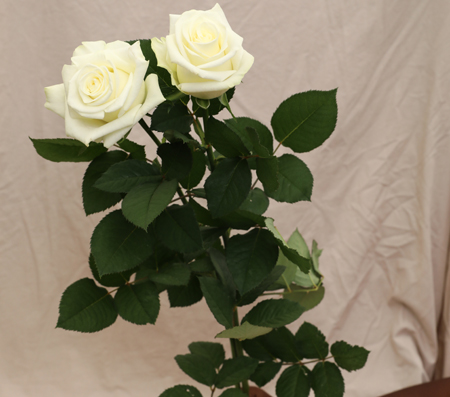 ROSE WHITE PEAK 50